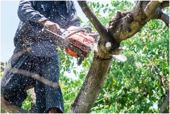 tree services Lago Vista